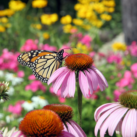 A butterfly enjoying the nectar of the purple coneflower