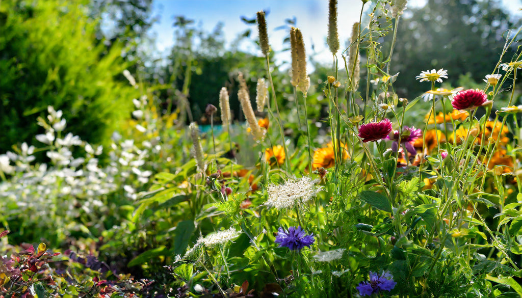 Save your money - grow your wildflower garden from seed