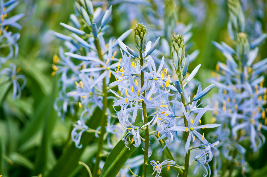 Wildflower seeds Canada