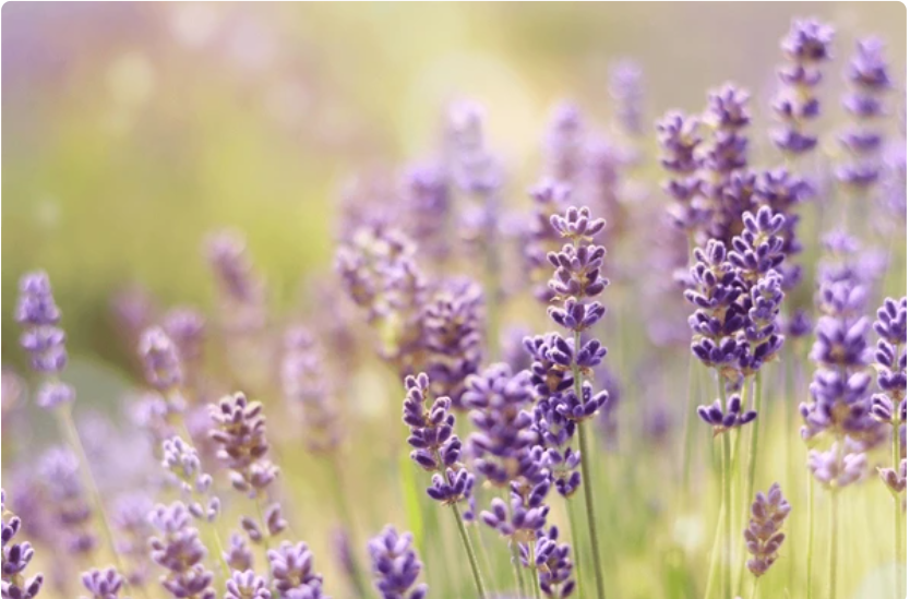 Lavender