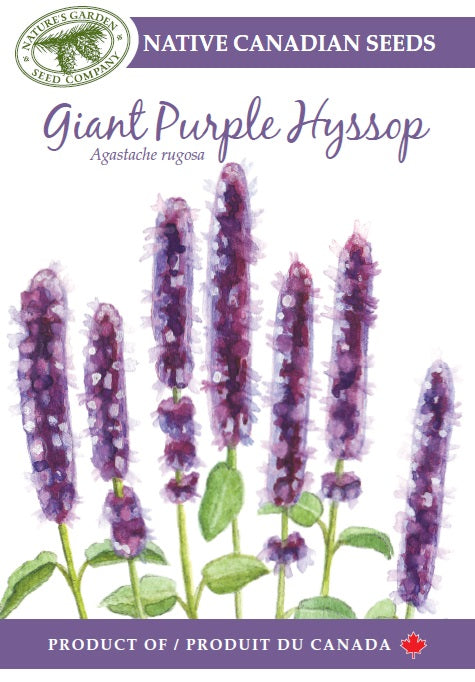 tall wild flower seeds Giant Purple Hyssop Wildflower Seeds
