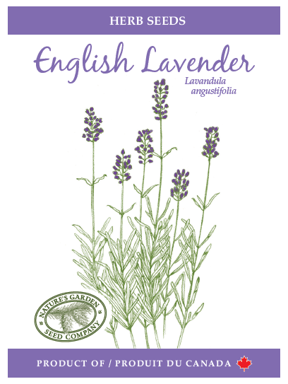 english lavender seeds for sale English Lavender Seeds – Nature's Garden Seed Company