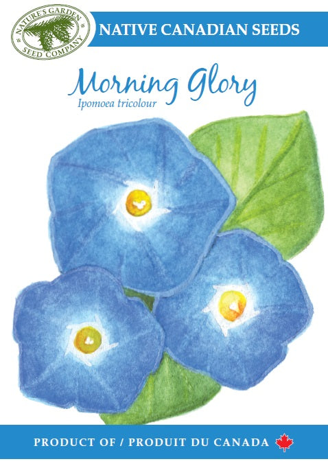 morning glory seeds order Morning Glory Wildflower Seeds