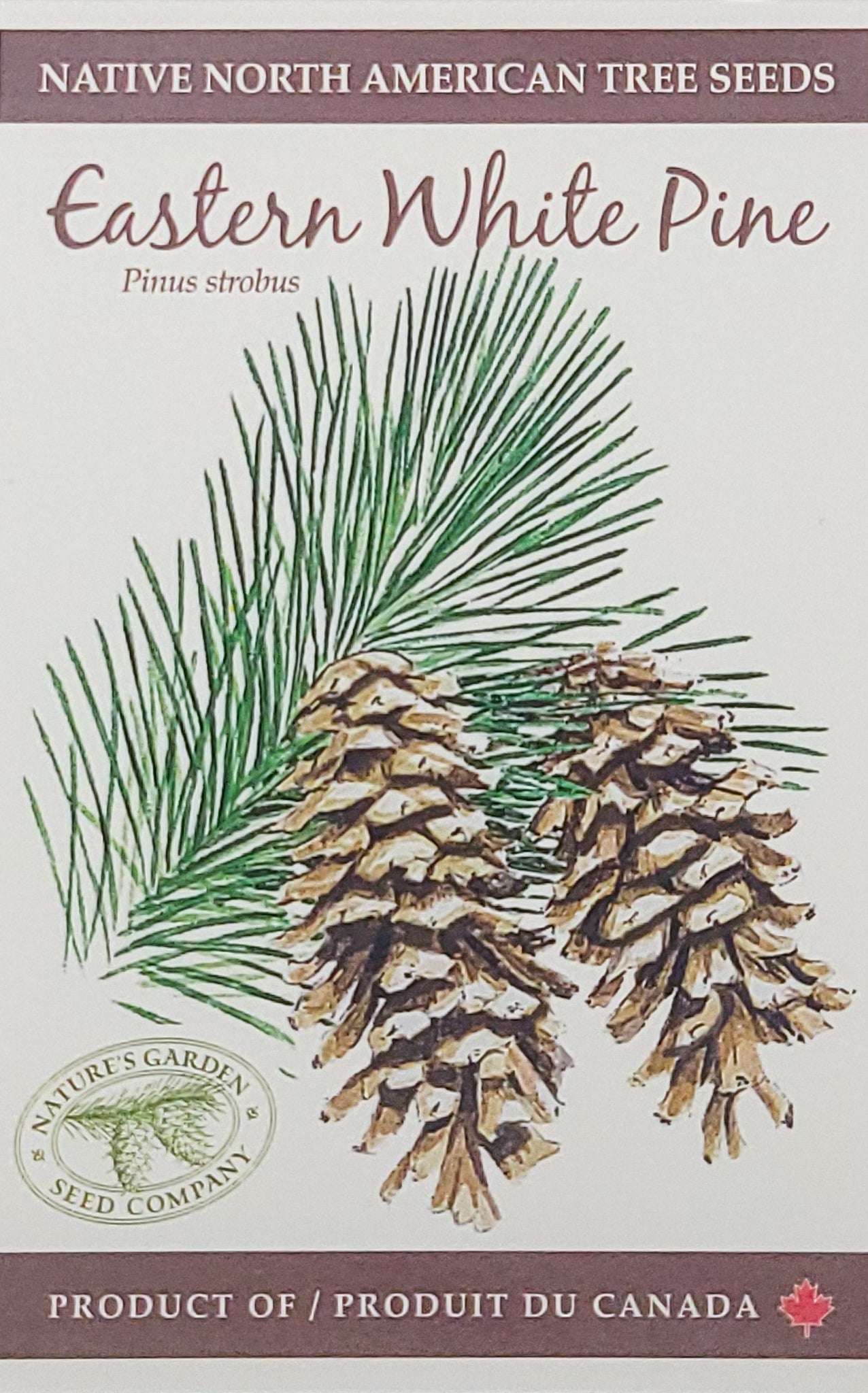 Eastern White Pine Tree Seeds Nature's Garden Seed Company