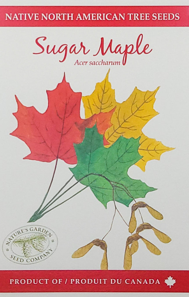 Sugar Maple tree seeds packet product of Canada
