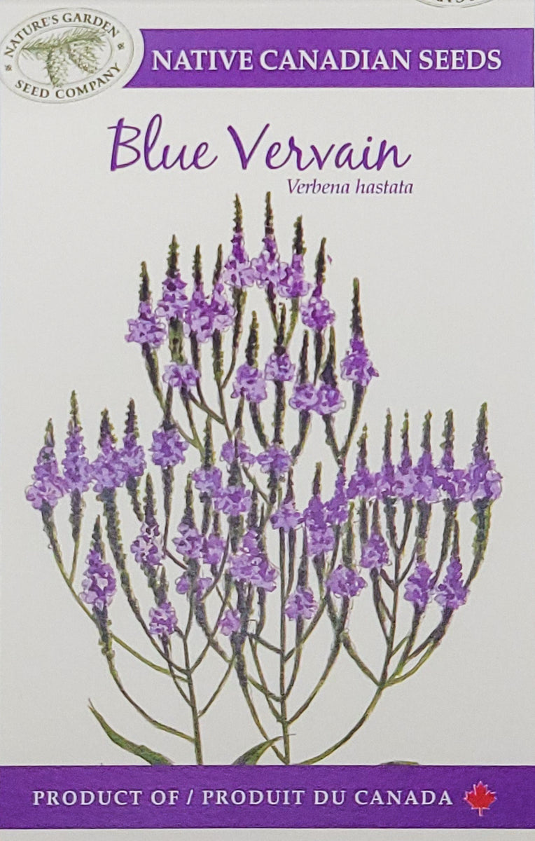 Blue Vervain Wildflower Seeds Nature's Garden Seed Company