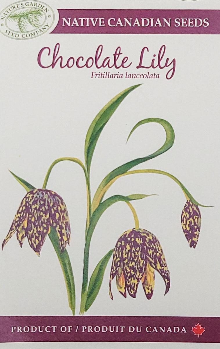 Chocolate Lily Wildflower Seeds Nature's Garden Seed Company