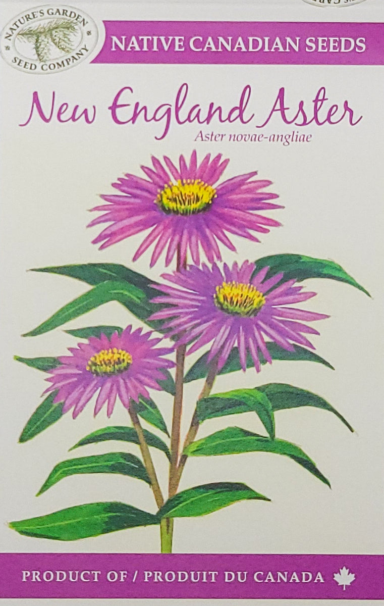 New England Aster Wildflower Seeds Nature's Garden Seed Company