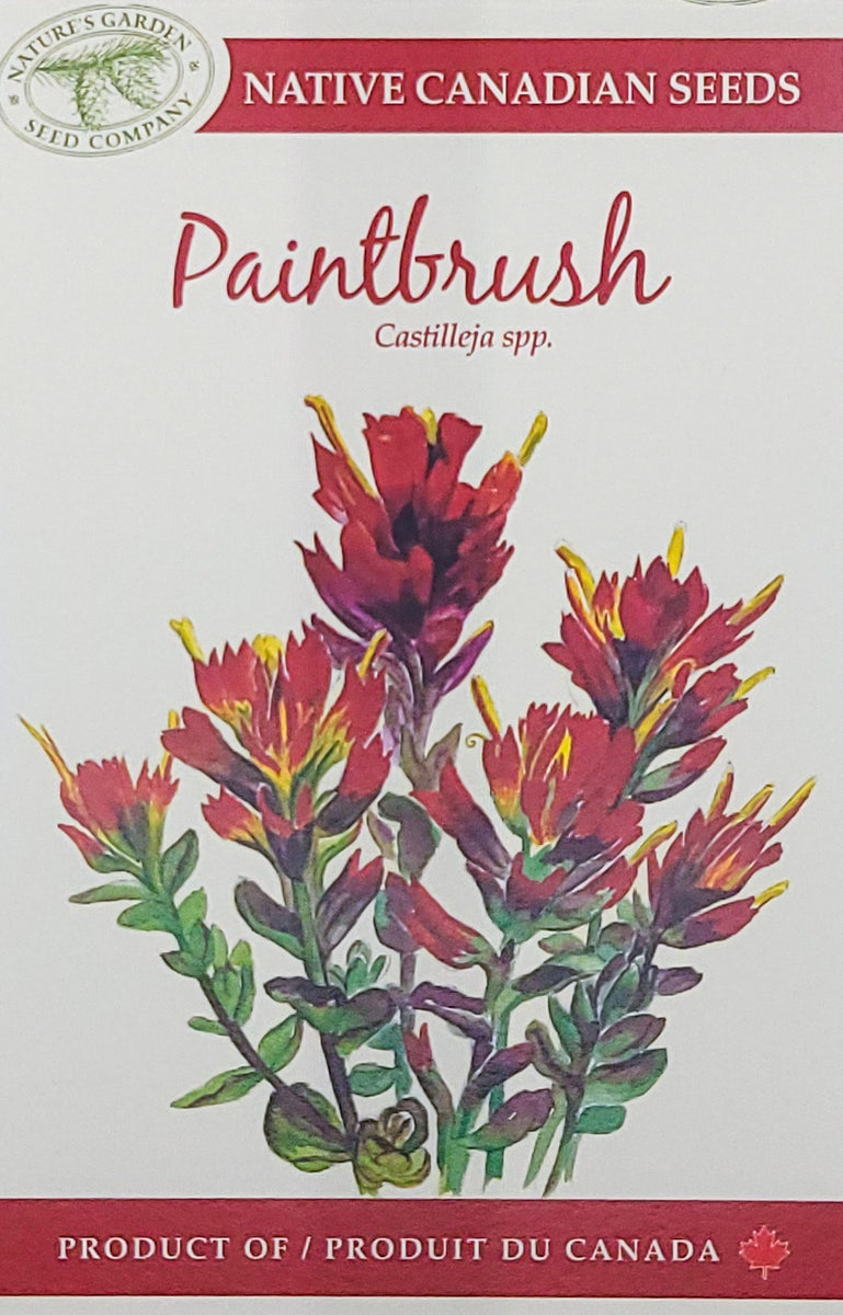 Paintbrush Wildflower Seeds Nature's Garden Seed Company